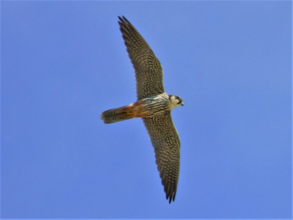 Lodolaio (Falco subbuteo)